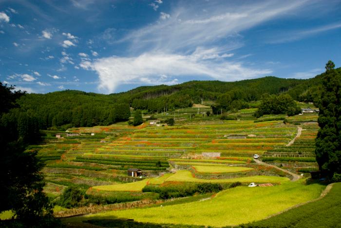 鹿里の棚田全景