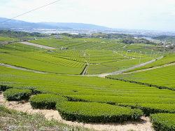 （写真）お茶園