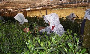 (写真)全国で7品目が登録。茶では全国初!