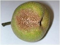 感染した梨の果実