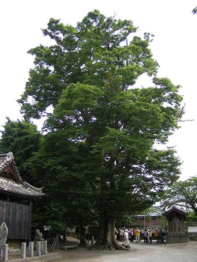 (写真)無量寿院のケヤキ