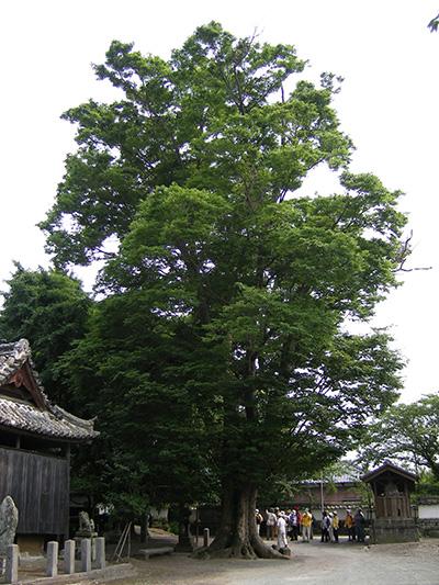 （写真）無量寿院のケヤキ