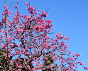 満開の梅の花