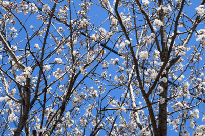 サクランボの花