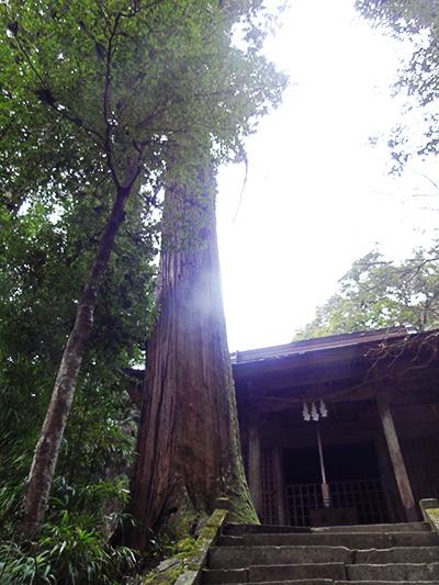 （写真）室山熊野神社のスギ