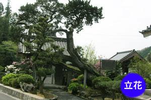 (写真)円福寺のビャクシン