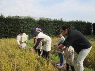 田んぼに移動した収穫体験に参加した母親と子供たちが、マイ石庖丁を使って稲刈りをしている写真