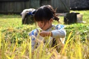 収穫体験に参加した女の子が、一生懸命稲刈りをしている写真