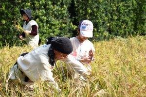 頭に黒色のタオルを巻いた男性に、参加した小学生くらいの女の子が稲刈りを教わっている写真
