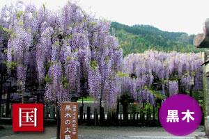 (写真)黒木のフジ