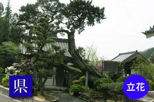 (写真)円福寺のビャクシン