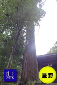 (写真)室山熊野神社のスギ