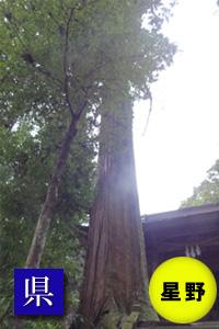 （写真）室山熊野神社のスギ