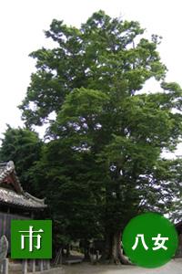 (写真)無量寿院のケヤキ