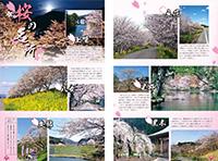 (写真)八女の桜の名所