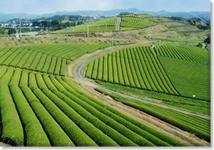 遠くまで広がる茶畑の写真