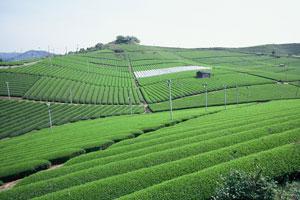 八女中央大茶園