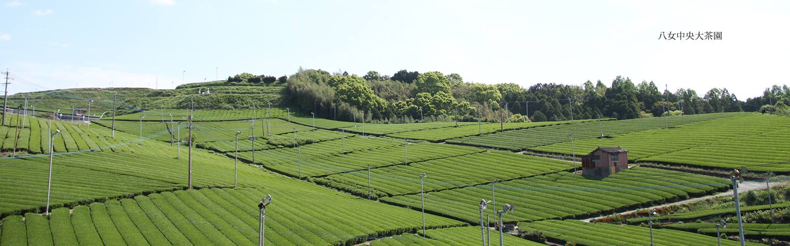八女市TOPページ八女中央大茶園