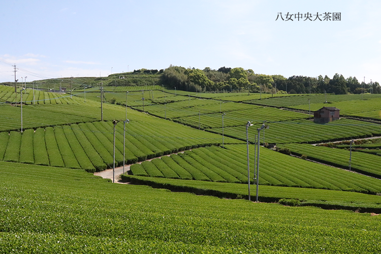 八女市ホームページ八女中央大茶園