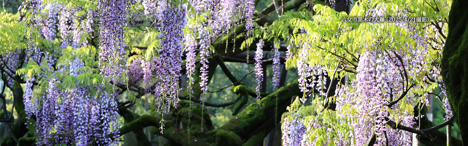 八女市TOPページ黒木の大藤画像