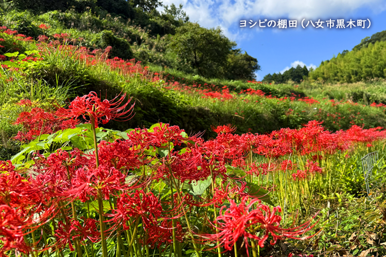ヨシビの棚田（八女市黒木町）