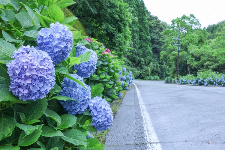八女市ホームページあじさい街道