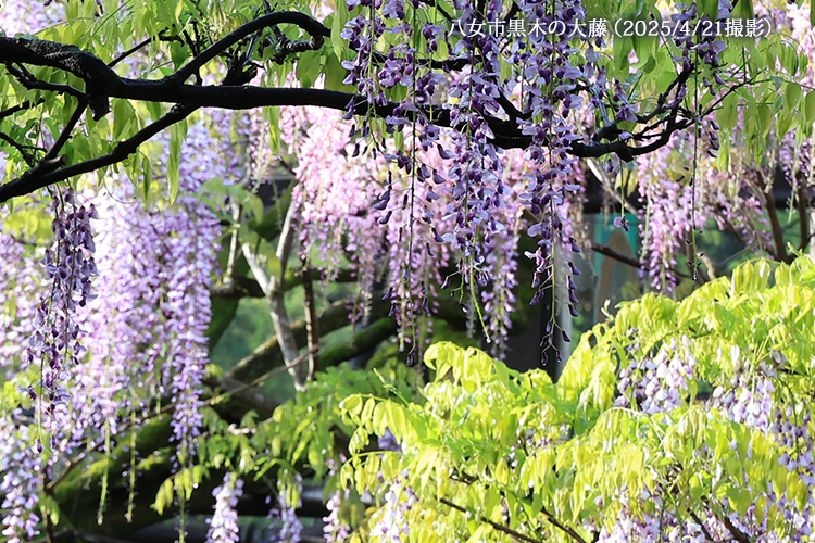 八女市ホームページ黒木の大藤画像