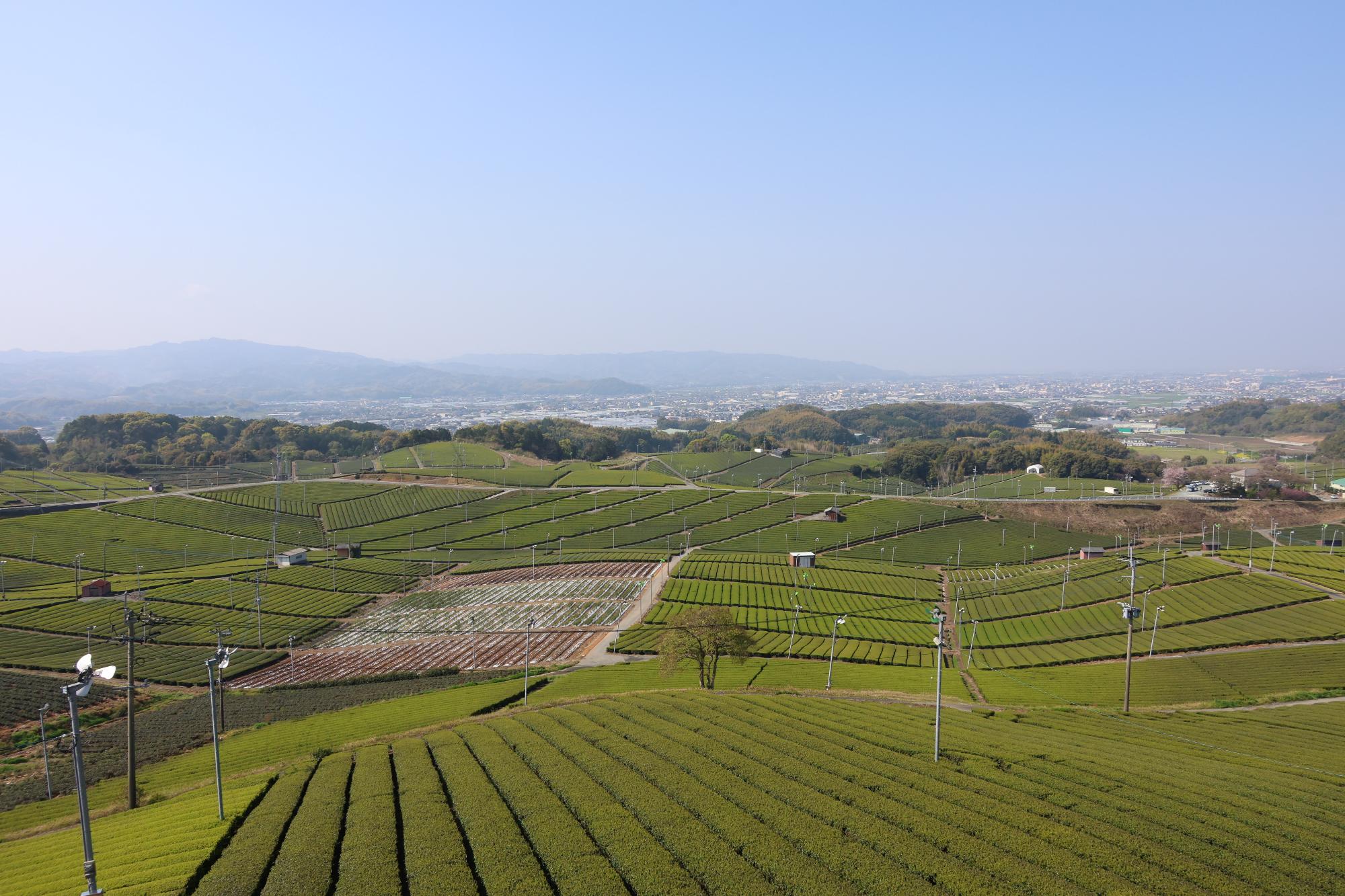 中央大茶園からの風景
