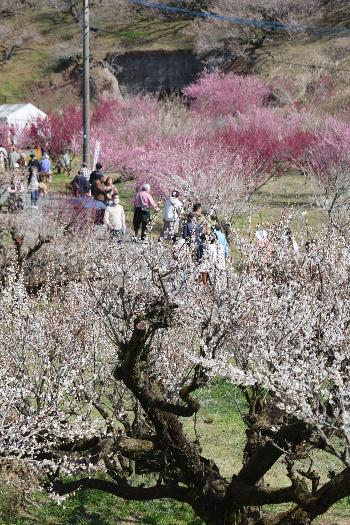 たちばな観梅会の様子