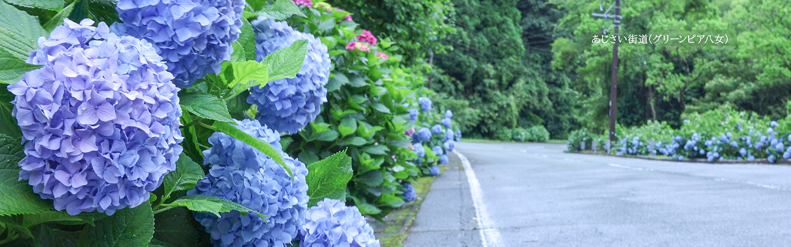八女市TOPページあじさい街道（グリーンピア八女）
