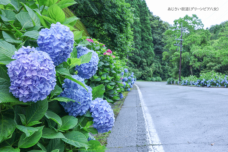八女市ホームページあじさい街道(グリーンピア八女）