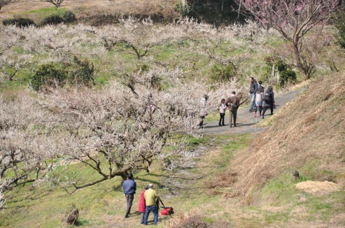 谷川梅林「夢たちばな観梅会」の写真