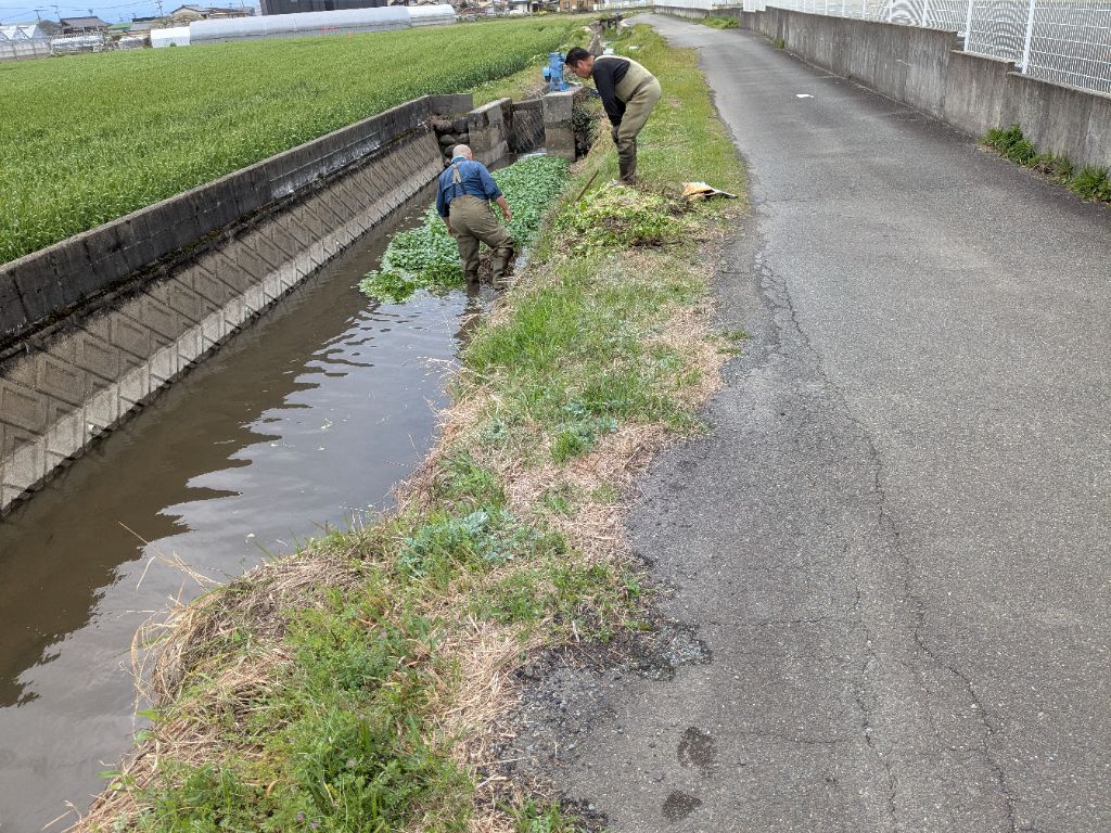 八女市でのブラジルチドメグサ駆除作業の様子