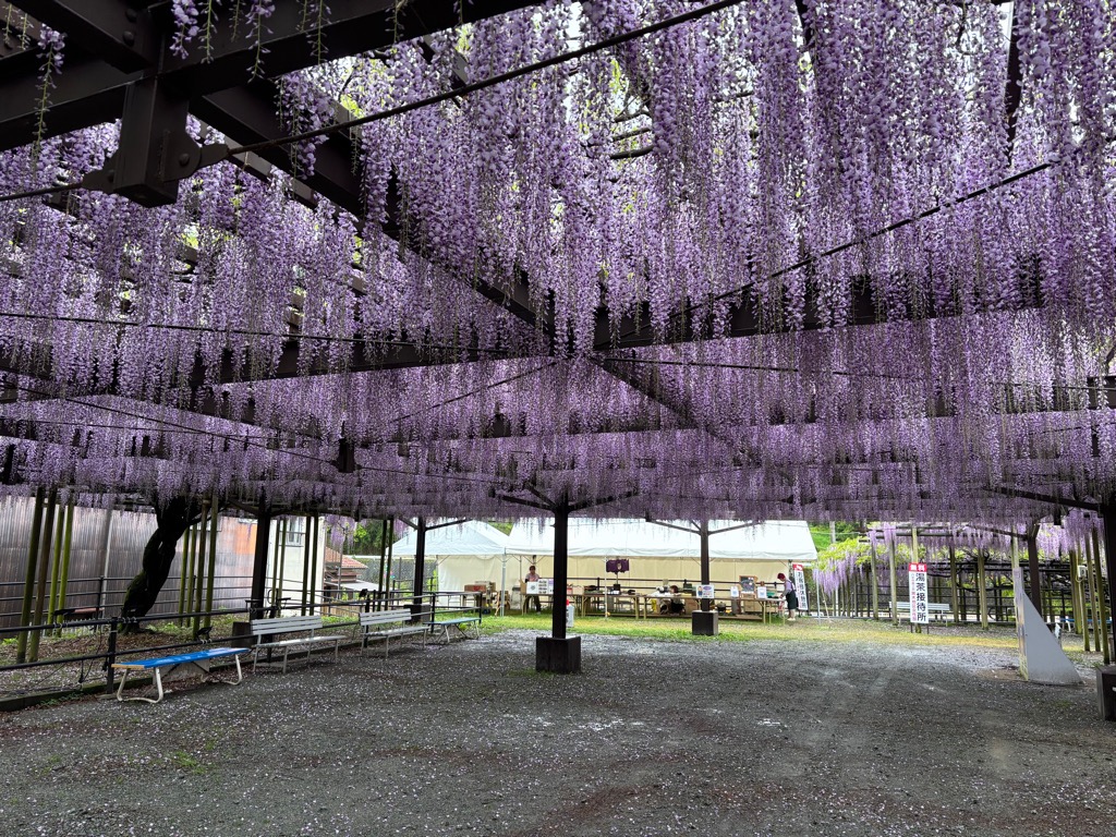 失敗しない花木・庭木150種 ワイド版―枝の切り方、管理の
