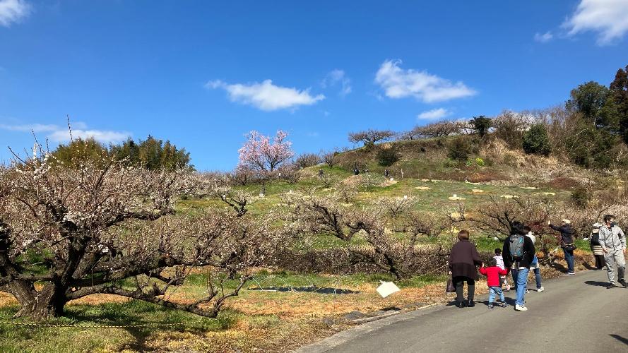 （写真）夢たちばな観梅会