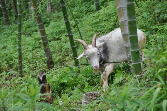 ビレッジの山羊