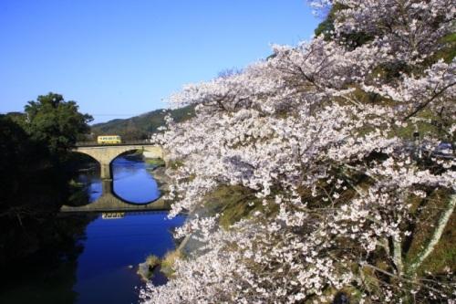 桜と石橋まつり