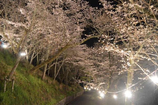 以前の北川内公園の夜桜ライトアップの様子です