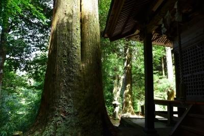 境内にある室山の大杉
