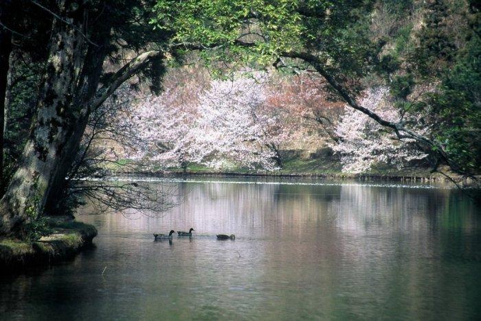 春の麻生池