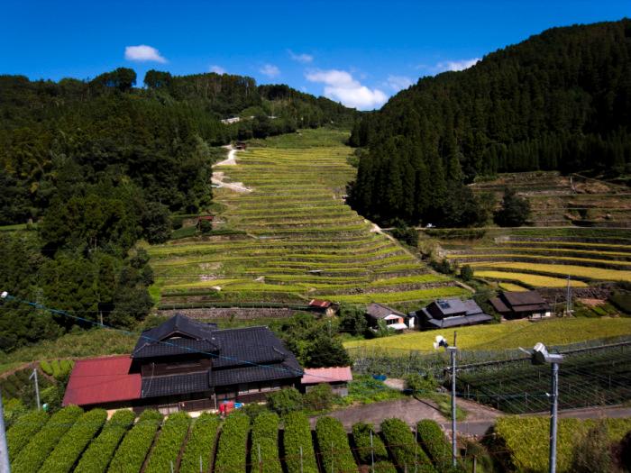 広内の棚田