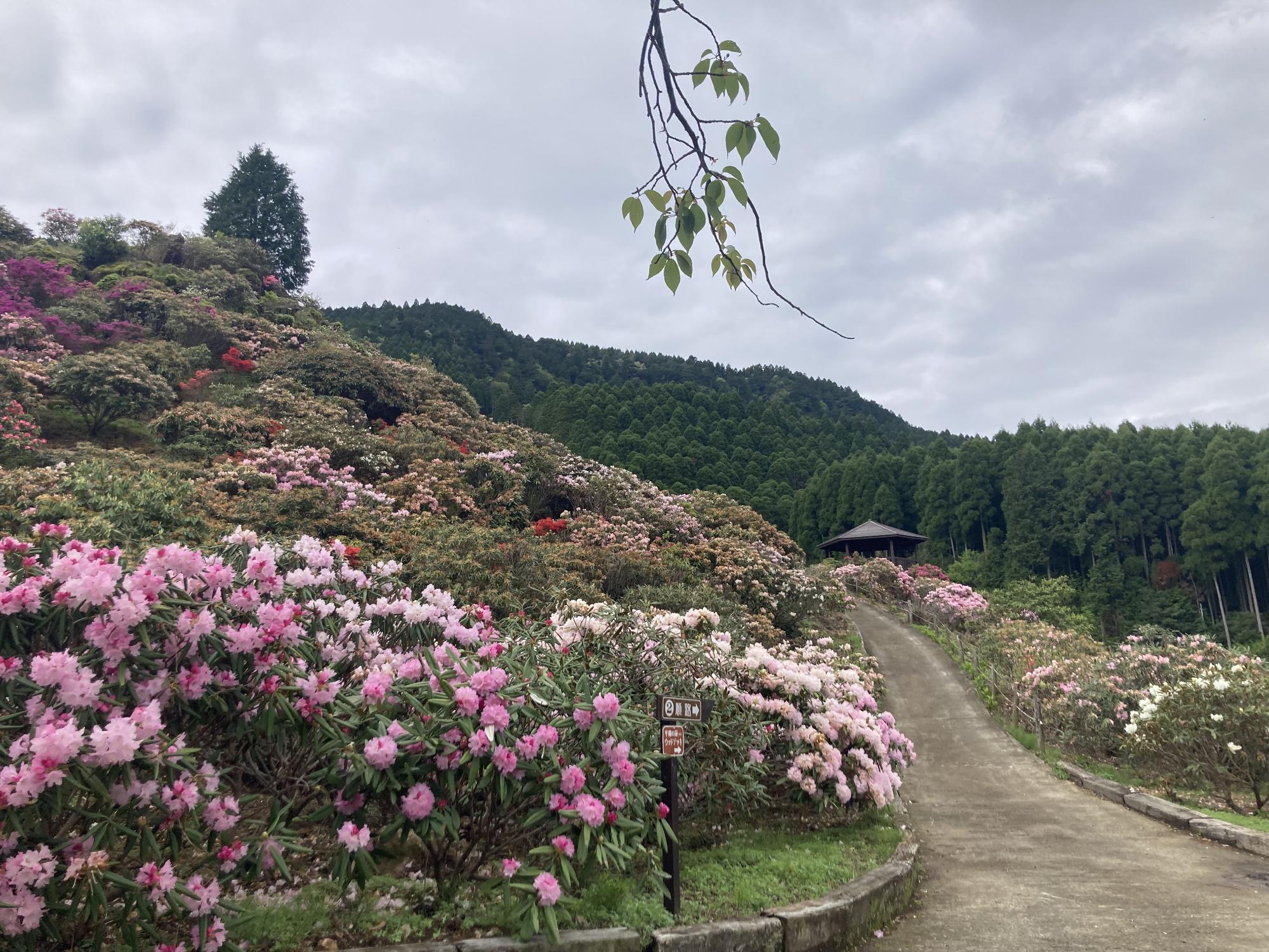 星の花公園 開花状況