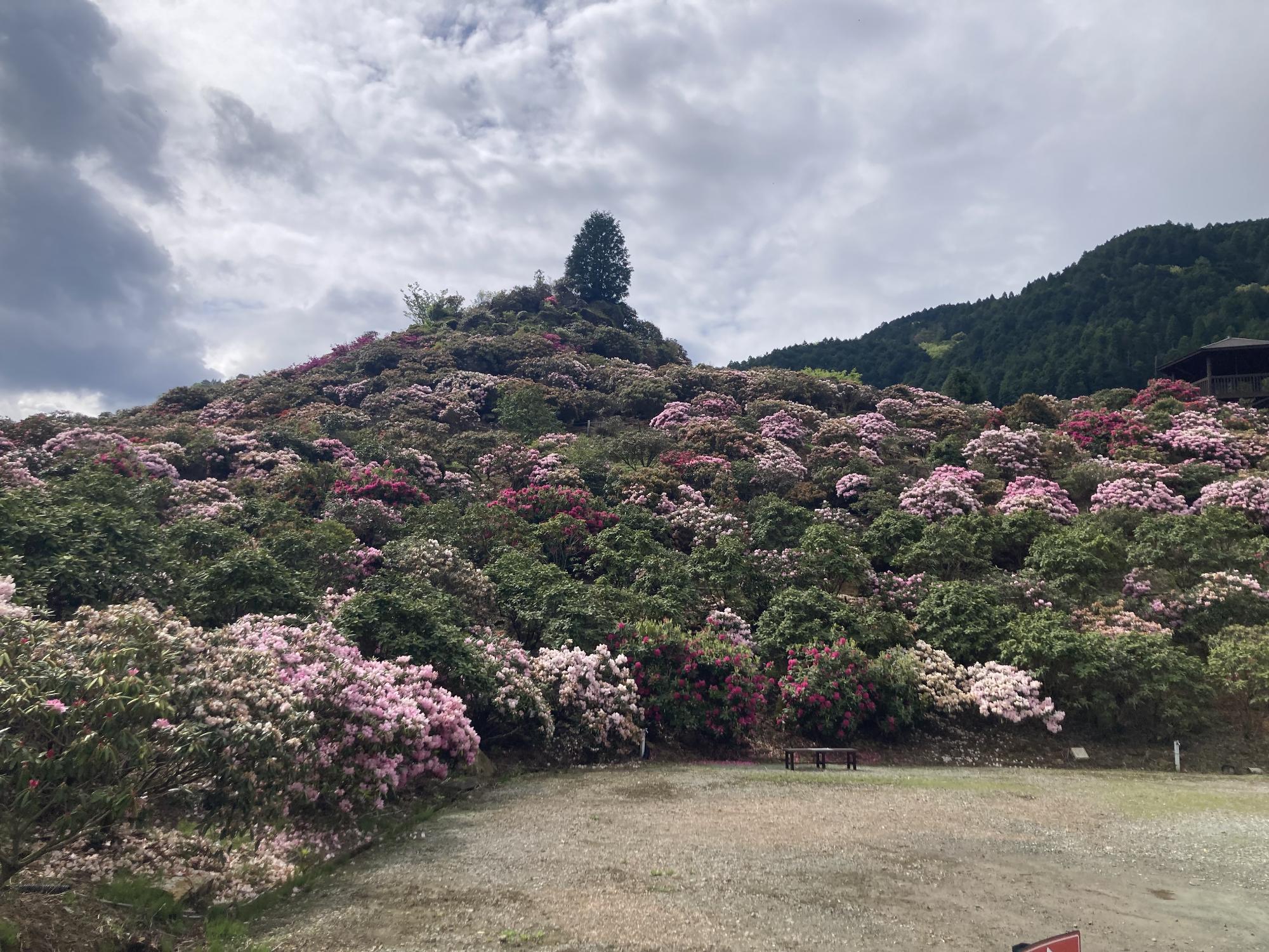 星の花公園 開花状況