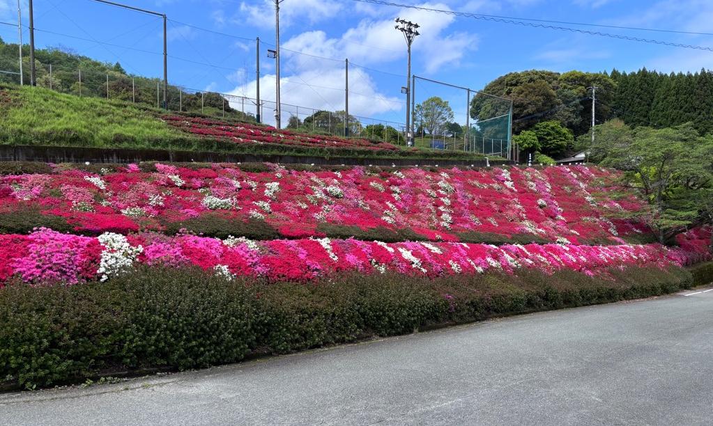 池の山荘ツツジ 開花状況