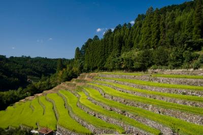 上原の棚田