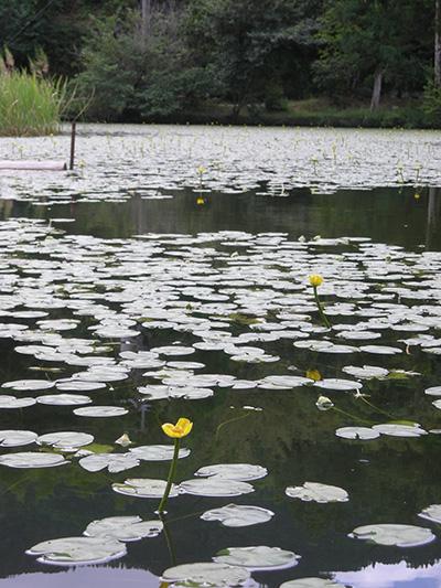 （写真）麻生池のオグラコウホネ自生地