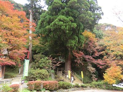 （写真）権現杉