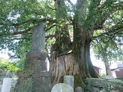 （写真）鈍土羅のクス