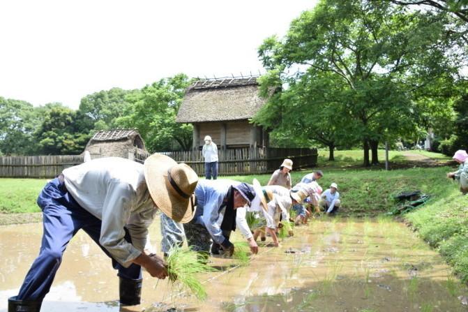 古代米田植えイベントの様子