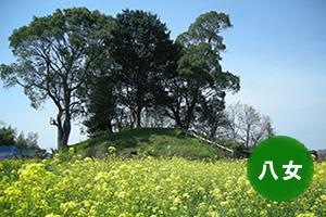 古墳の頂上に樹木が伸びており、手前には菜の花が一面に咲いている釘崎古墳群の写真